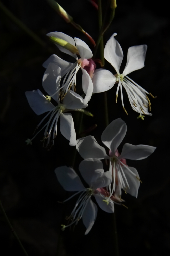 2011 08 15 IMG 35954